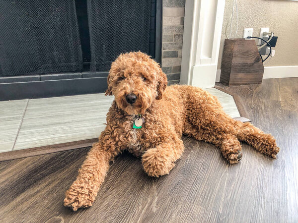 Australian Labradoodle is a mix between the Labrador Retriever, Poodle and Cocker Spaniel.