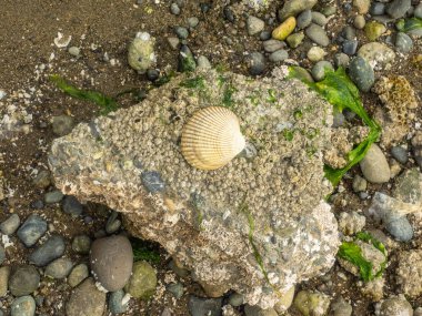 Burfoot Park, Thurston County, Washington 'da bulunan bir parktır. Burfoot Parkı, Puget Sound Körfezi 'nin Budd Körfezi' nde 1,100 fit tuzlu su plajı olan 50 dönümlük bir araziye sahip..