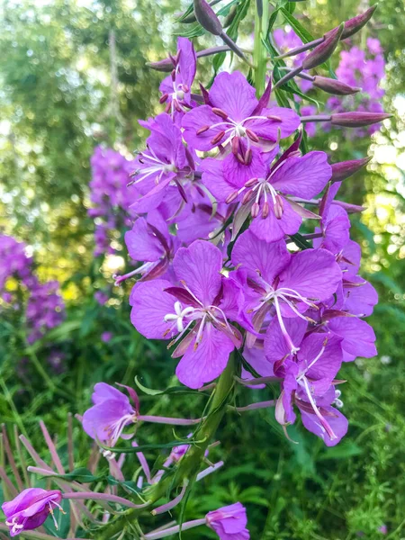 Purple Loosestrife Lythrum Salicaria Blommande Växt Som Hör Till Familjen — Stockfoto