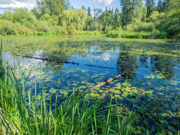 Juanita Bay Parkは ワシントン湖で最後の自然保護区の1つである フォーブスクリーク湿地 フアニタビーチ フアニタ湾の動植物や機能の景色があるフアニタ湾公園 ロイヤリティフリーのストック画像