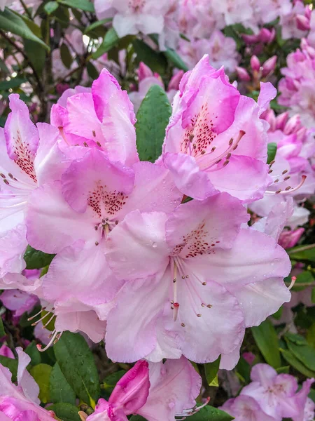 Rhododendron 상록수 낙엽수인 Ericaceae 속하는 024 속으로 아시아에서 — 스톡 사진