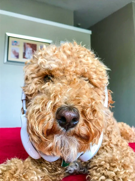 Australian Labradoodle Mix Labrador Retriever Poodle Cocker Spaniel — Stock Photo, Image