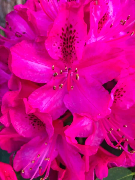 Rhododendron Ett Släkte 1024 Arter Vedartade Växter Hedfamiljen Ericaceae Antingen — Stockfoto