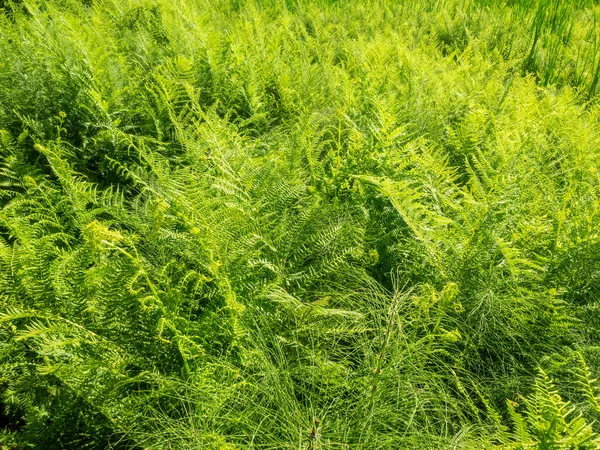 Yaygın Kadın Eğreltiotu Athyrium Filix Femina Nemli Gölgeli Ormanlık Alanlarda — Stok fotoğraf