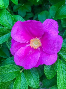 Woods 'un gülü (Rosa Woodsii) üç metreye kadar büyüyen bir çalılıktır. Çalılar geniş, yoğun çalılıklar oluşturabilir..