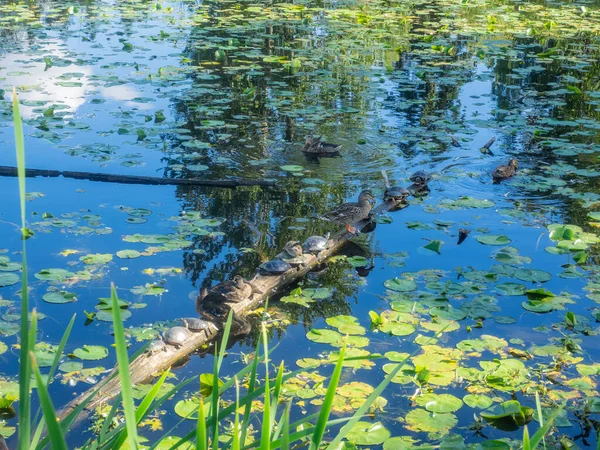 Juanita Bay Park Principalmente Una Riserva Naturale Che Circonda Una — Foto Stock