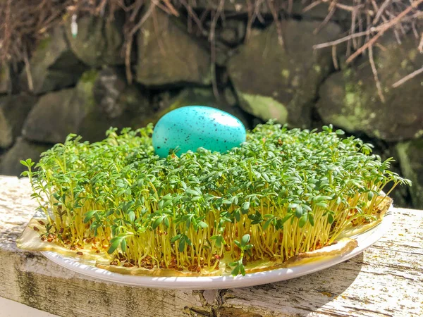 Tuinkers Lepidium Sativum Een Snelgroeiend Eetbaar Kruid Dat Botanisch Verwant — Stockfoto