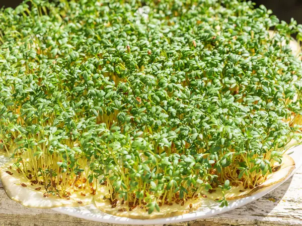 Trädgårdskrasse Lepidium Sativum Snabbväxande Ätlig Ört Som Botaniskt Besläktad Med — Stockfoto