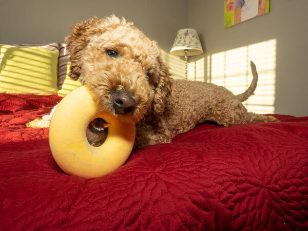 Australian Labradoodle is a mix between the Labrador Retriever, Poodle and Cocker Spaniel.