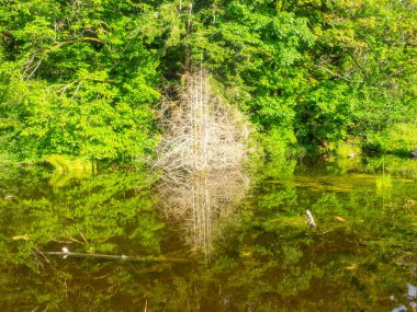Burfoot Park, Thurston County, Washington 'da bulunan bir parktır. Burfoot Parkı, Puget Sound Körfezi 'nin Budd Körfezi' nde 1,100 fit tuzlu su plajı olan 50 dönümlük bir araziye sahip..