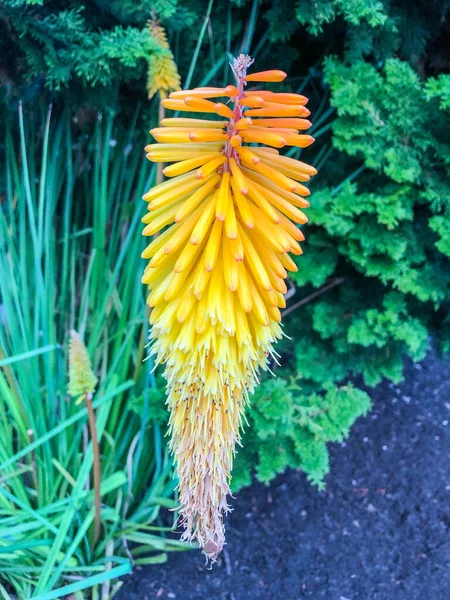 Kniphofia Uvaria Ist Aufgrund Der Form Und Farbe Ihres Blütenstandes — Stockfoto