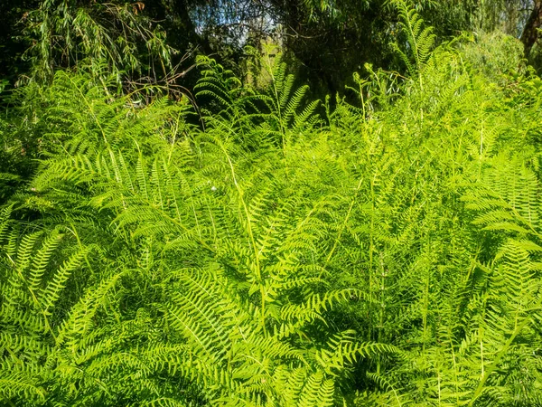 Helecho Común Athyrium Filix Femina Una Especie Grande Plumosa Helecho —  Fotos de Stock