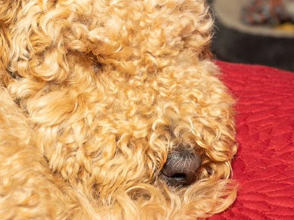 Australian Labradoodle Mix Labrador Retriever Poodle Cocker Spaniel — Stock Photo, Image