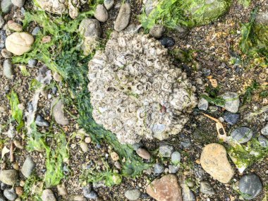 Burfoot Park, Thurston County, Washington 'da bulunan bir parktır. Burfoot Parkı, Puget Sound Körfezi 'nin Budd Körfezi' nde 1,100 fit tuzlu su plajı olan 50 dönümlük bir araziye sahip.