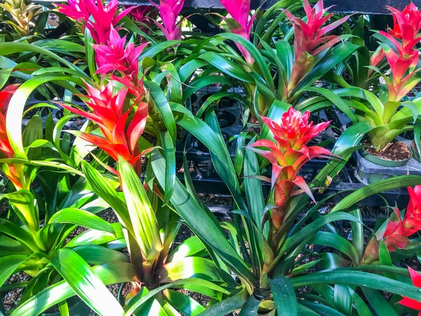 Bromelia Ist Die Typgattung Der Pflanzenfamilie Bromeliaceae Unterfamilie Bromelioideae Bromelien — Stockfoto