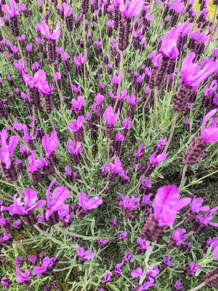 Lavanda Española Lavandula Stoechas Una Especie Planta Fanerógama Perteneciente Familia — Foto de Stock