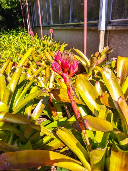 Bromelia Typsläktet Familjen Bromeliaceae Underfamiljen Bromelioideae Bromelia Arter Utbredd Stora — Stockfoto