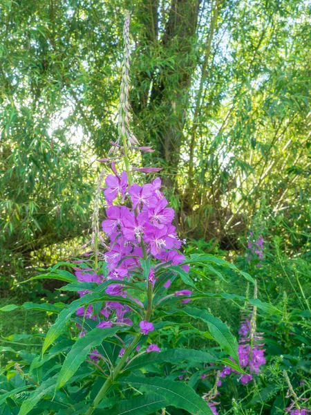 Purple Loosestrife Lythrum Salicaria Blommande Växt Som Hör Till Familjen — Stockfoto