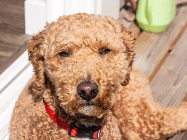 Australian Labradoodle Смесь Лабрадорского Ретривера Пуделя Кокер Спаниеля — стоковое фото