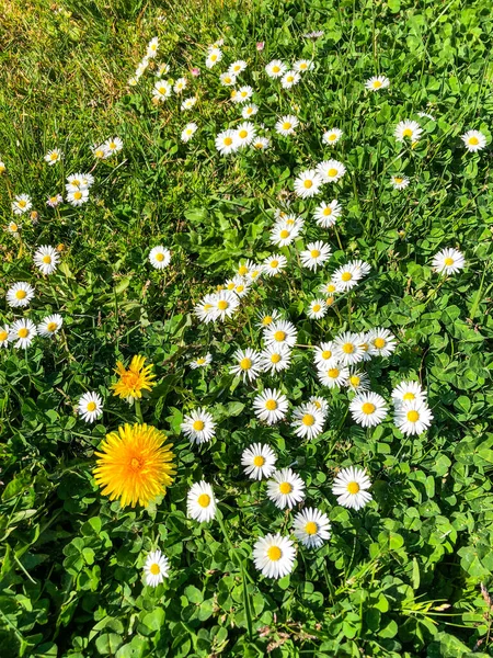 Квіти Цвітуть Траві Навесні — стокове фото