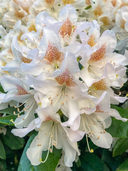 Rhododendron Género Con 024 Especies Plantas Leñosas Perteneciente Familia Ericaceae —  Fotos de Stock
