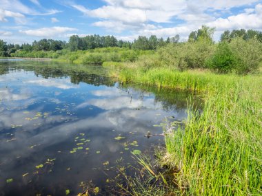 Juanita Körfezi Parkı öncelikle Washington Gölü 'nün kalan son doğal sulak alanlarından birini çevreleyen doğal bir koruma alanıdır. Juanita Körfezi Parkı bitki örtüsü ve faunayla doludur ve Forbes Creek Wetland, Juanita Sahili ve Juanita Körfezi manzarasına sahiptir..