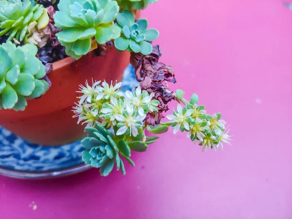 Succulents Sont Des Plantes Qui Ont Certaines Parties Qui Sont — Photo