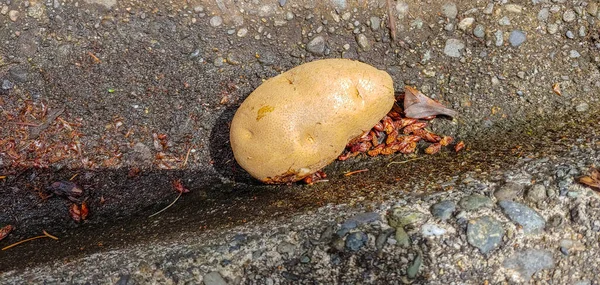 Batata Vegetal Radicular Nativo Das Américas Tubérculo Amiláceo Planta Solanum — Fotografia de Stock