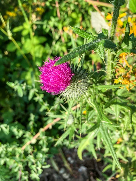 Oset Kędzierzawy Carduus Crispus Dwuletnie Zioło Rodziny Astrowatych Asteraceae Pochodzi — Zdjęcie stockowe