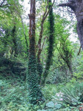 Burfoot Park, Thurston County, Washington 'da bulunan bir parktır. Burfoot Parkı, Puget Sound Körfezi 'nin Budd Körfezi' nde 1,100 fit tuzlu su plajı olan 50 dönümlük bir araziye sahip..