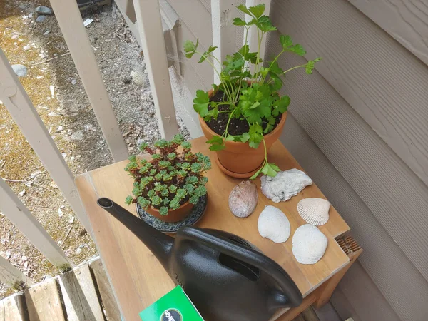 Houseplant Uma Planta Que Cultivada Dentro Casa Lugares Como Residências — Fotografia de Stock