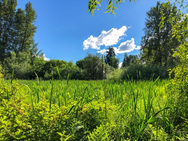 Parc Baie Juanita Est Principalement Une Réserve Naturelle Entourant Des — Photo