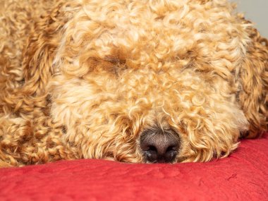 Avustralya Labradoodle, Labrador Retriever, Fino ve Cocker Spaniel 'in karışımıdır..