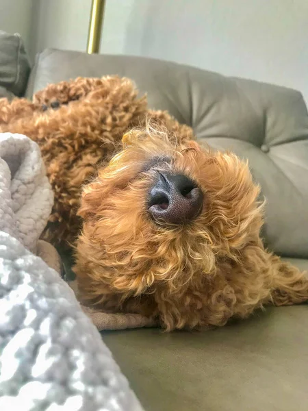 Australian Labradoodle Uma Mistura Entre Labrador Retriever Poodle Cocker Spaniel — Fotografia de Stock