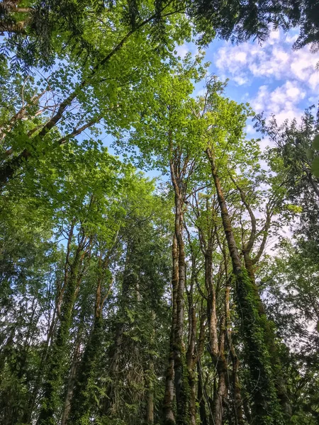 Burfoot Park Public Park Located Thurston County Washington Burfoot Park — Stock Photo, Image