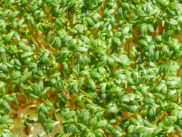 Garden Cress Lepidium Sativum Bitkisel Olarak Teresi Hardalla Ilişkili Hızlı — Stok fotoğraf