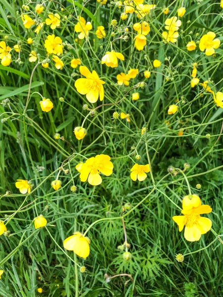 Bataklık kadife çiçeği (