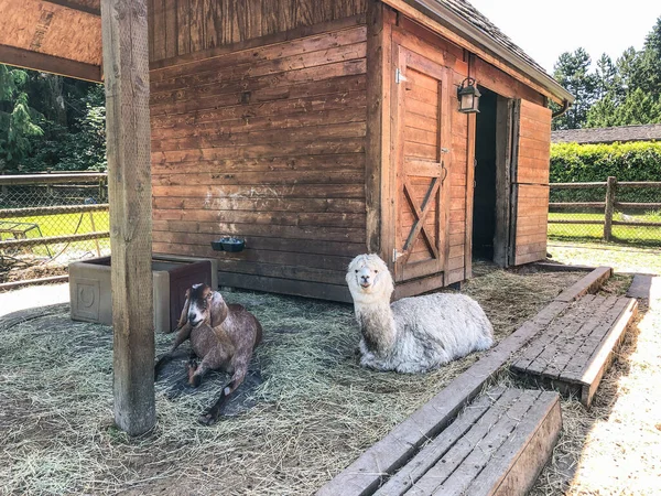 Rancho Lar Dos Animais Santuário Animais Sammamish Lugar Onde Antigamente — Fotografia de Stock