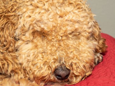 Avustralya Labradoodle, Labrador Retriever, Fino ve Cocker Spaniel 'in karışımıdır..