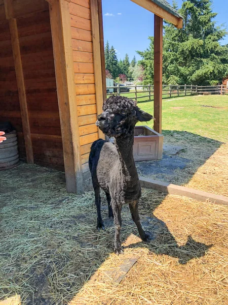 Ranch Home Animals Sammamish Animal Sanctuary Place Formerly Homeless Neglected — Stock Photo, Image