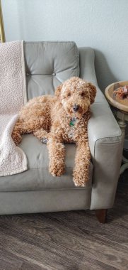 Avustralya Labradoodle, Labrador Retriever, Fino ve Cocker Spaniel 'in karışımıdır..