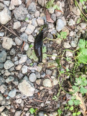 Burfoot Park, Thurston County, Washington 'da bulunan bir parktır. Burfoot Parkı, Puget Sound Körfezi 'nin Budd Körfezi' nde 1,100 fit tuzlu su plajı olan 50 dönümlük bir araziye sahip..