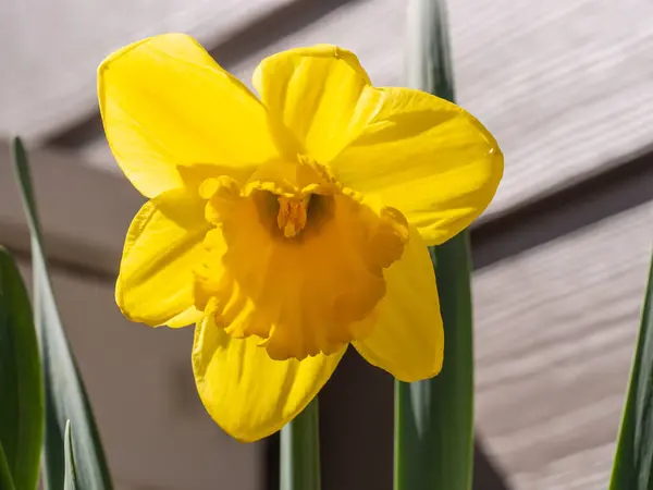 Lírio Quaresmal Narcissus Pseudonarcissus Uma Planta Com Flor Perene Que — Fotografia de Stock