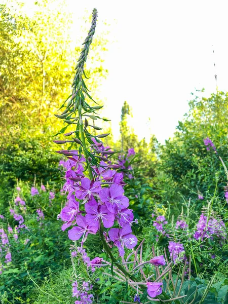 Lithrum Salicaria Jest Rośliną Kwitnącą Należącą Rodziny Lythraceae Nie Należy — Zdjęcie stockowe