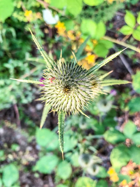 Carduus Crispus Uma Espécie Planta Com Flor Pertencente Família Asteraceae — Fotografia de Stock