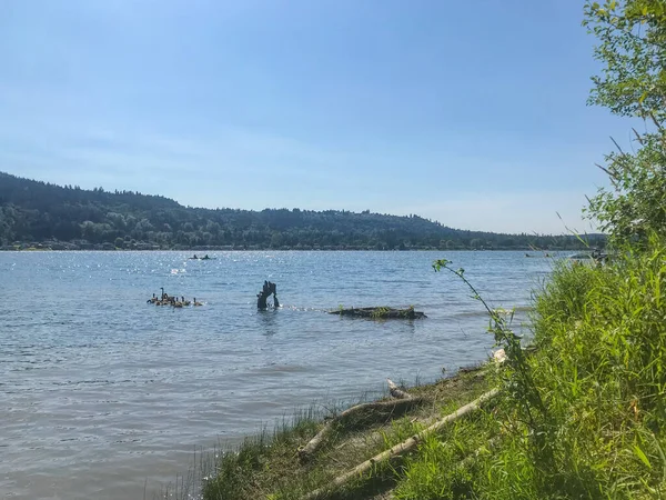 Lake Sammamish State Park 워싱턴 카운티의 호수의 공원이다 공원은 Washington — 스톡 사진