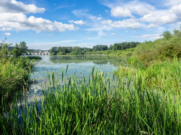 Juanita Bay Parkは ワシントン湖で最後の自然保護区の1つである フォーブスクリーク湿地 フアニタビーチ フアニタ湾の動植物や機能の景色があるフアニタ湾公園 ストックフォト