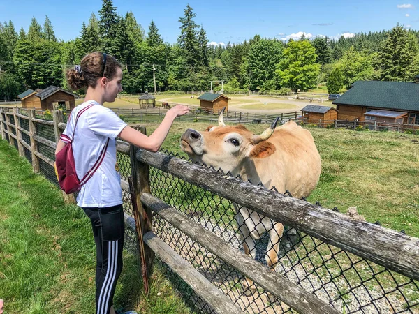 Ранчо Является Домом Животных Sammamish Animal Sanctuary Место Ранее Бездомных — стоковое фото