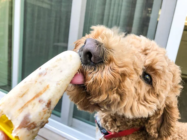 Zelfgemaakte Pindakaas Banaan Ijs Recept Maakt Gebruik Van Ingrediënten Die Stockfoto