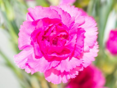 Burfoot Park, Thurston County, Washington 'da bulunan bir parktır. Burfoot Parkı, Puget Sound Körfezi 'nin Budd Körfezi' nde 1,100 fit tuzlu su plajı olan 50 dönümlük bir araziye sahip.